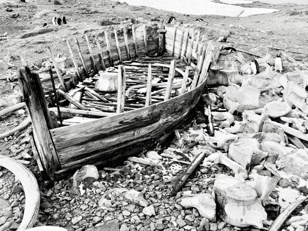 A weathered wooden boat surrounded by bones and penguins on an Antarctic shore