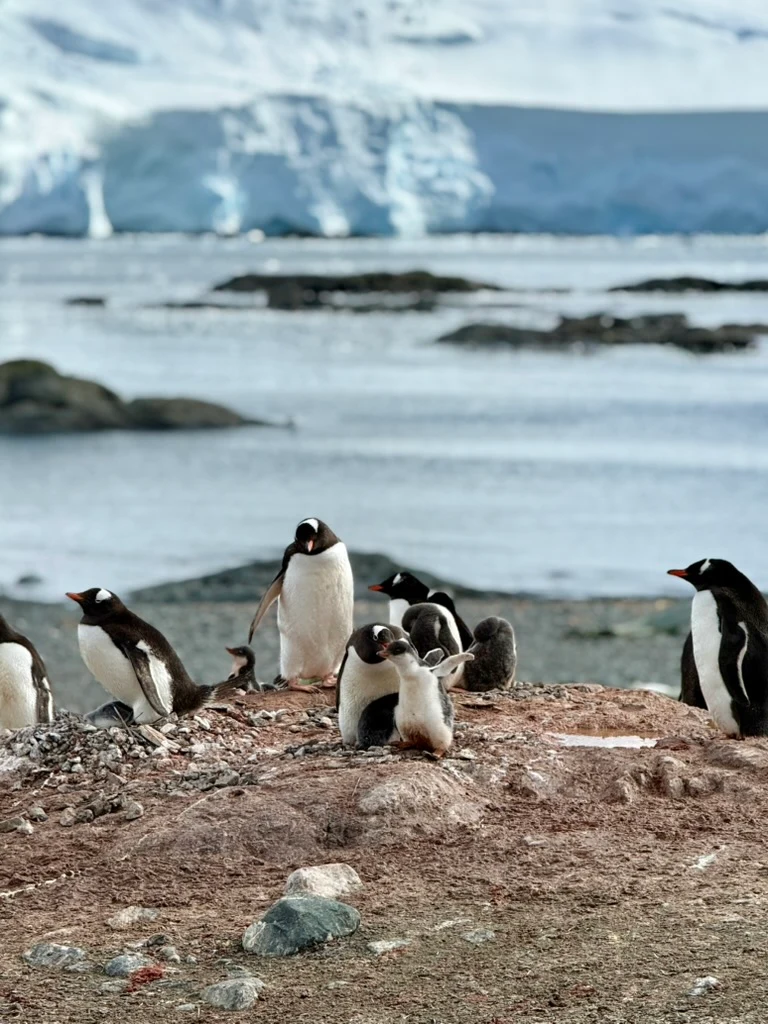 Penguins and chicks on a rocky Antarctic shore