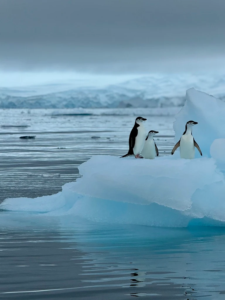 Three chinstrap penguins standing on an ice floe
