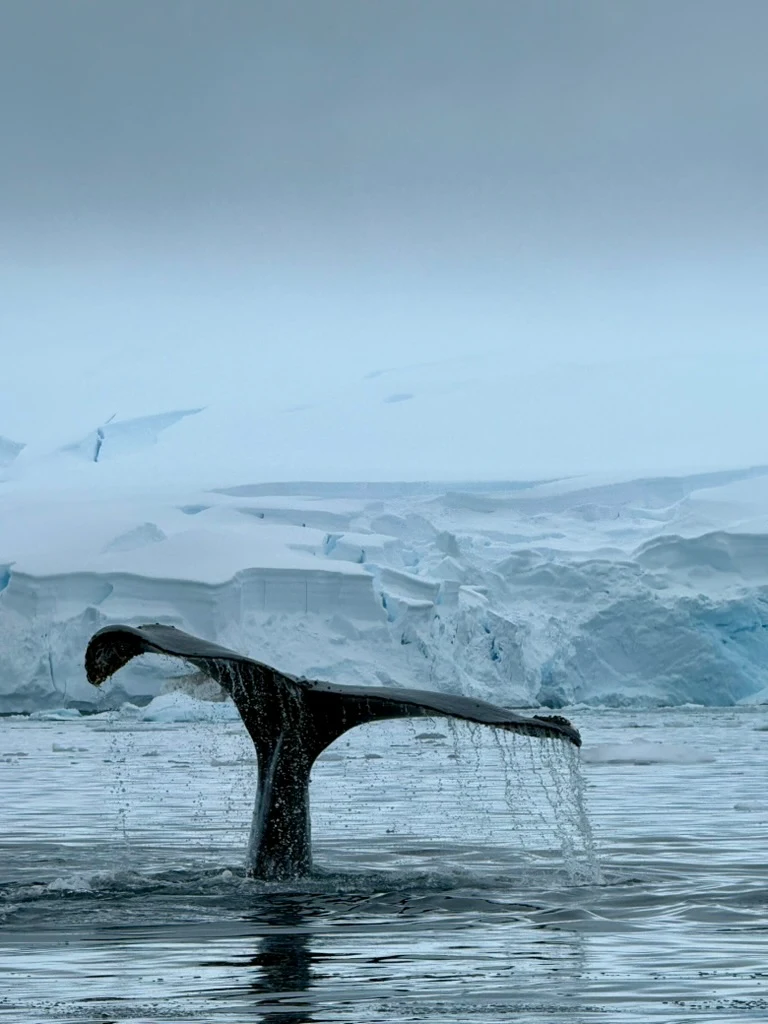 A whale fluke dripping water before a glacier