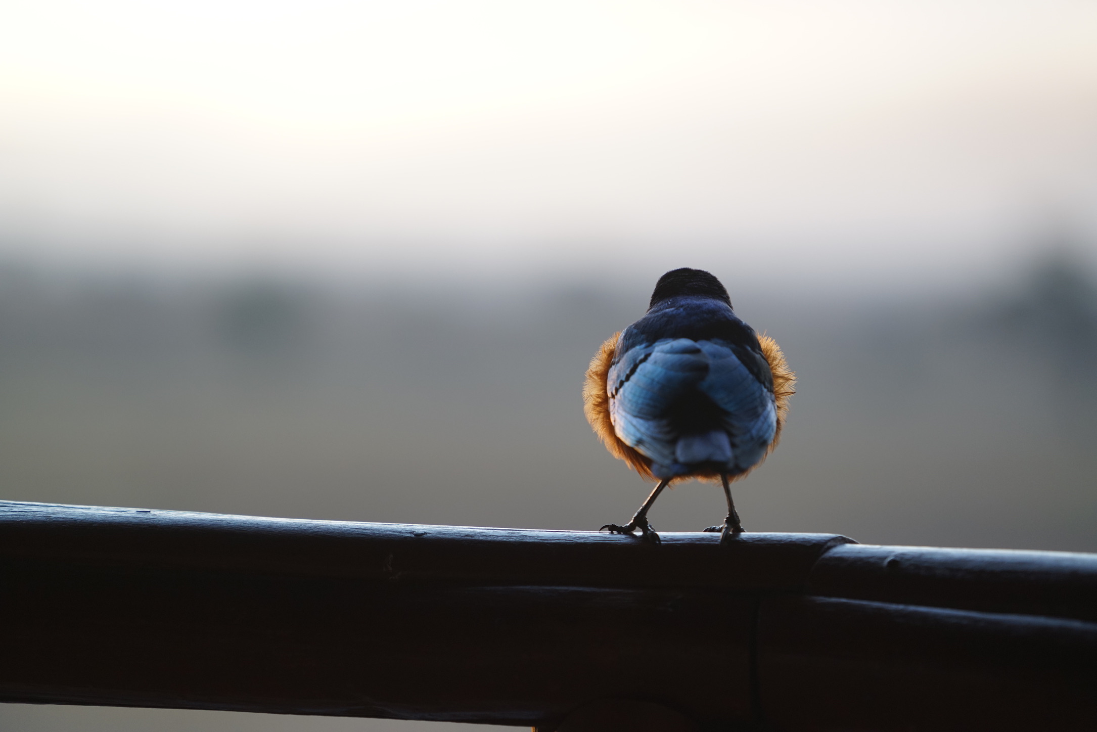 A blue and orange bird perched on a wooden railing, seen from behind
