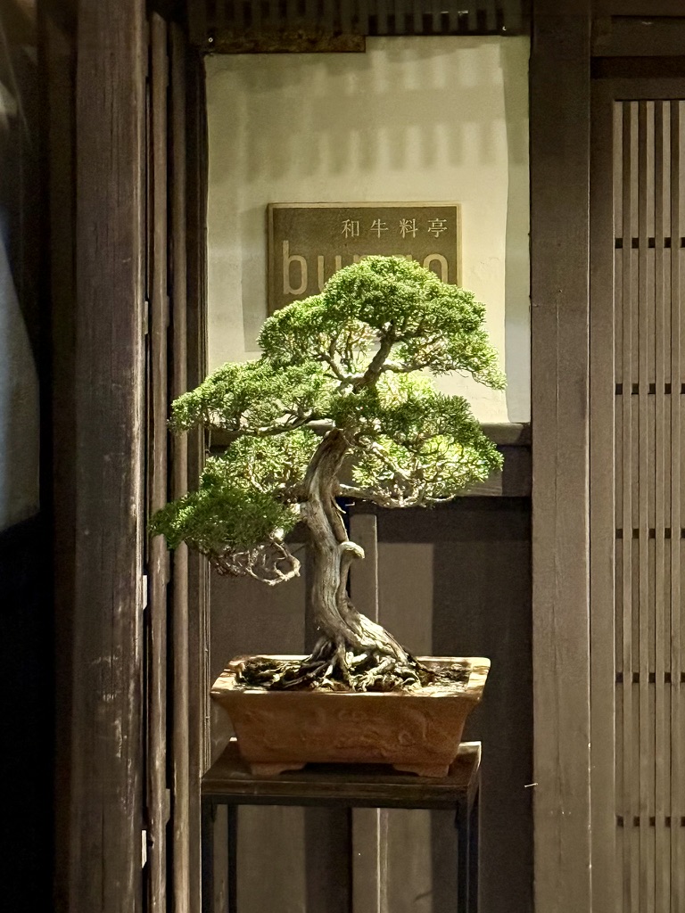 A green bonsai framed by a wooden doorway