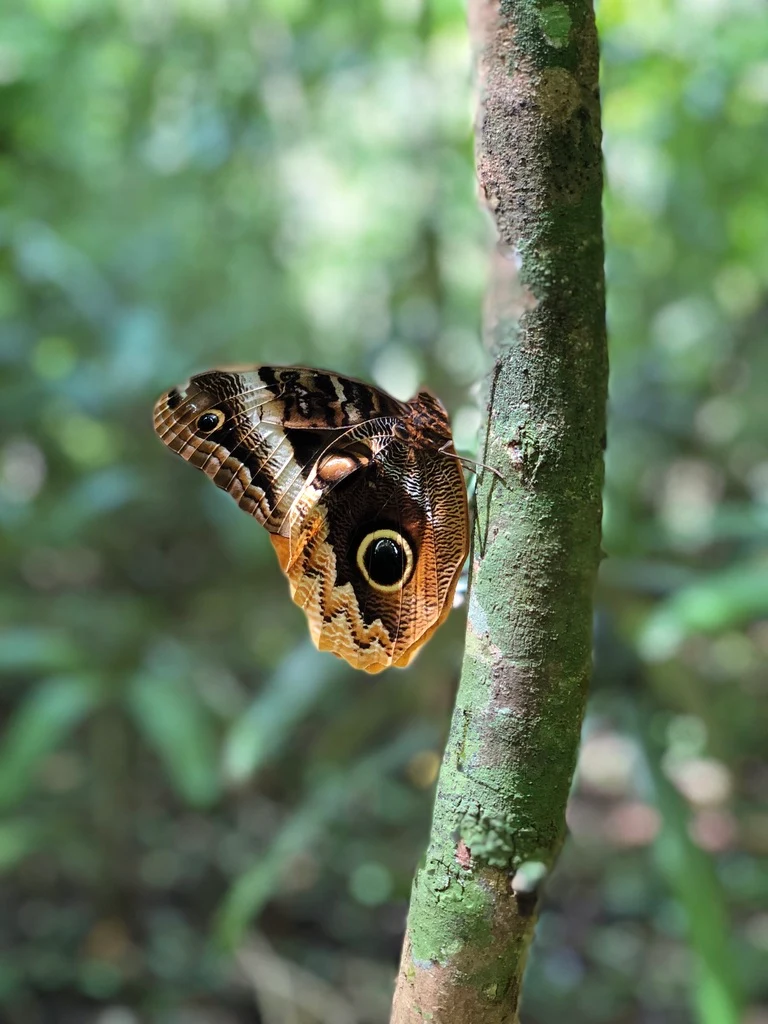 An owl butterfly resting on a tree trunk