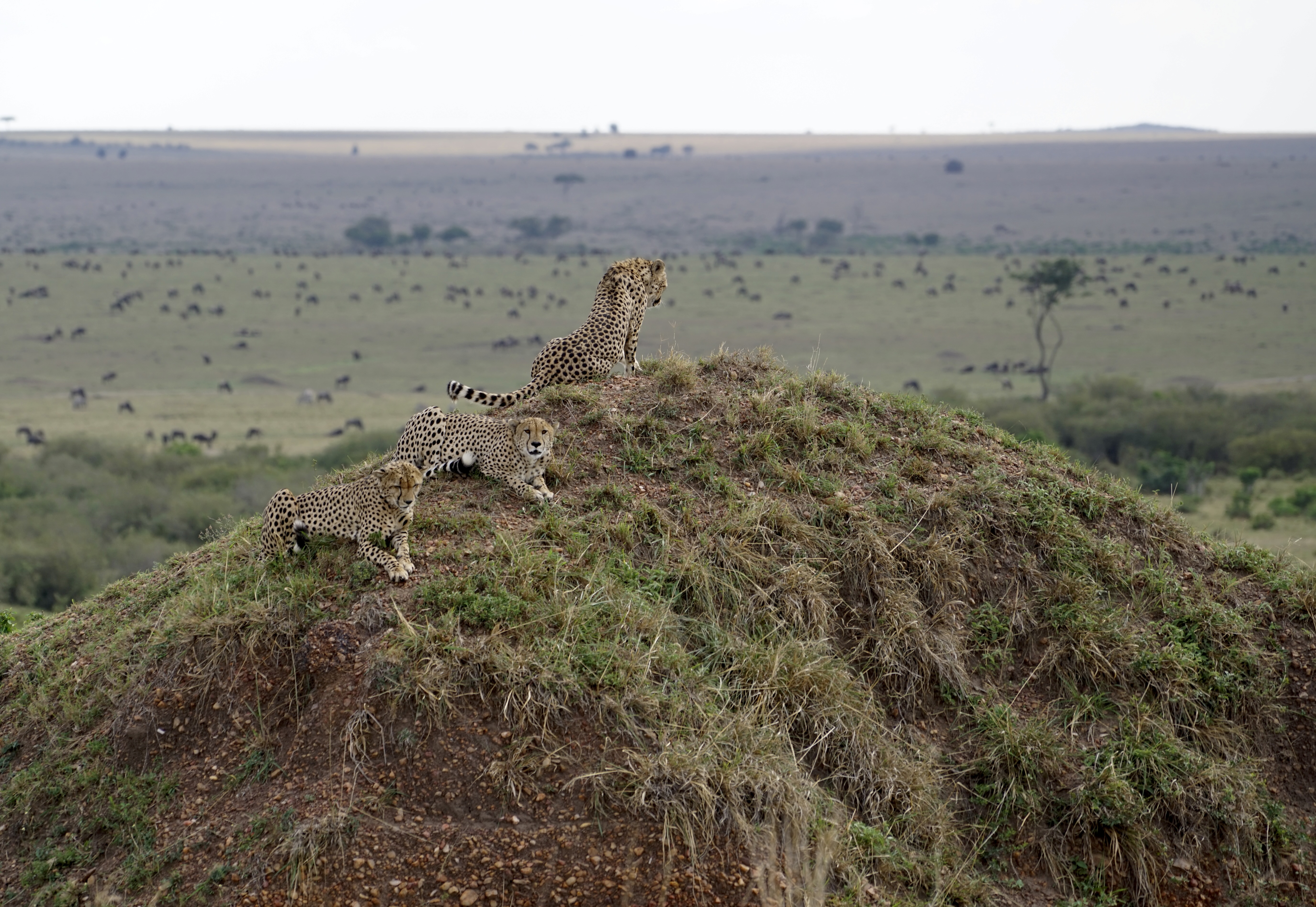 Three cheetahs resting on a grassy mound overlooking a vast plain