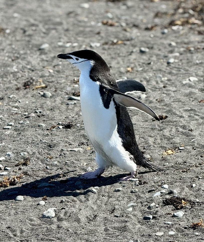 A chinstrap penguin standing on a rocky Antarctic shore
