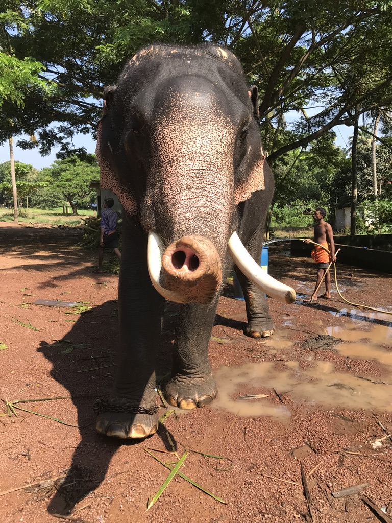 An Asian elephant facing the camera with its trunk curled