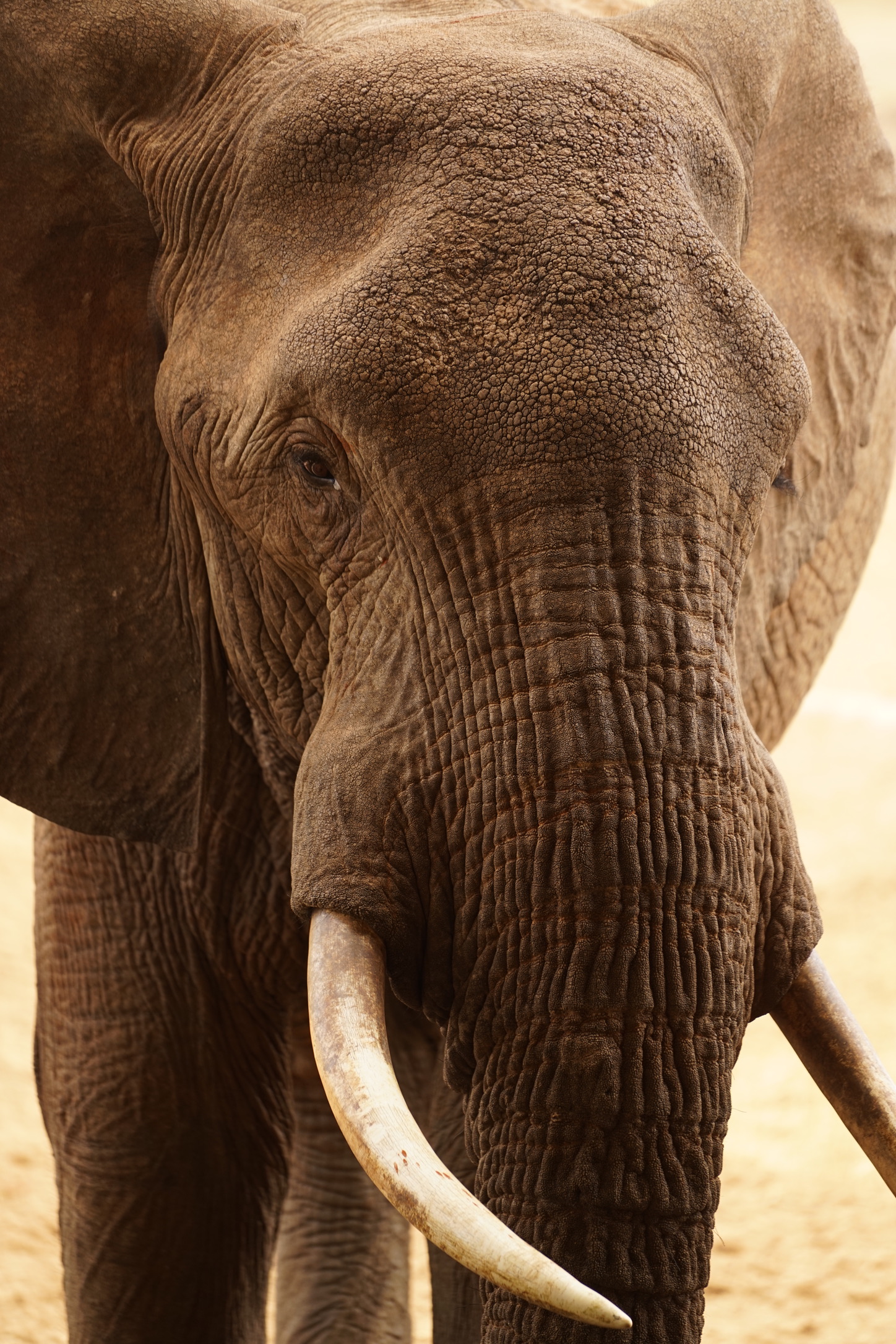 Close portrait of an African elephant with long ivory tusks