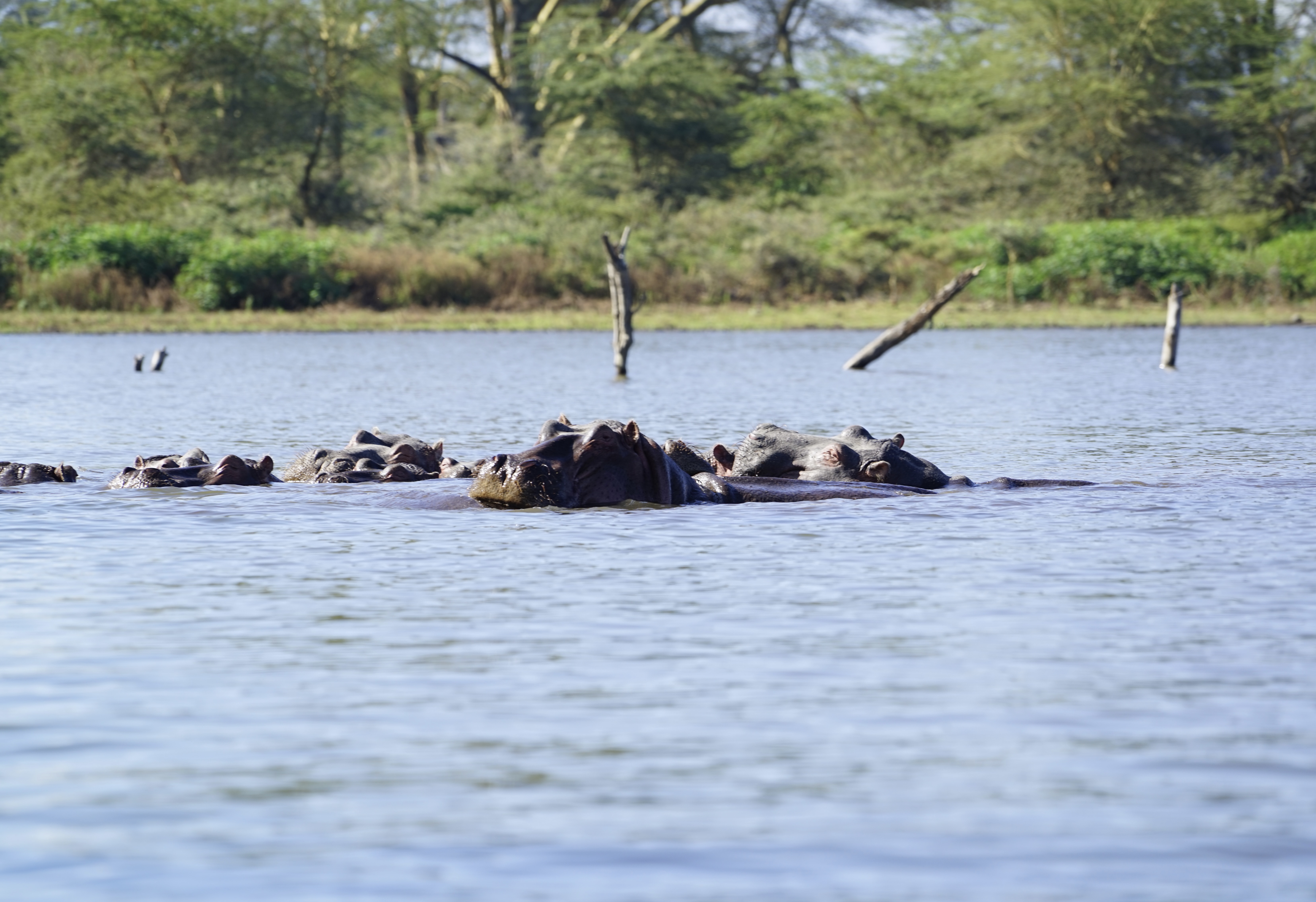 A group of hippos gathered in the water beneath a wooded shore