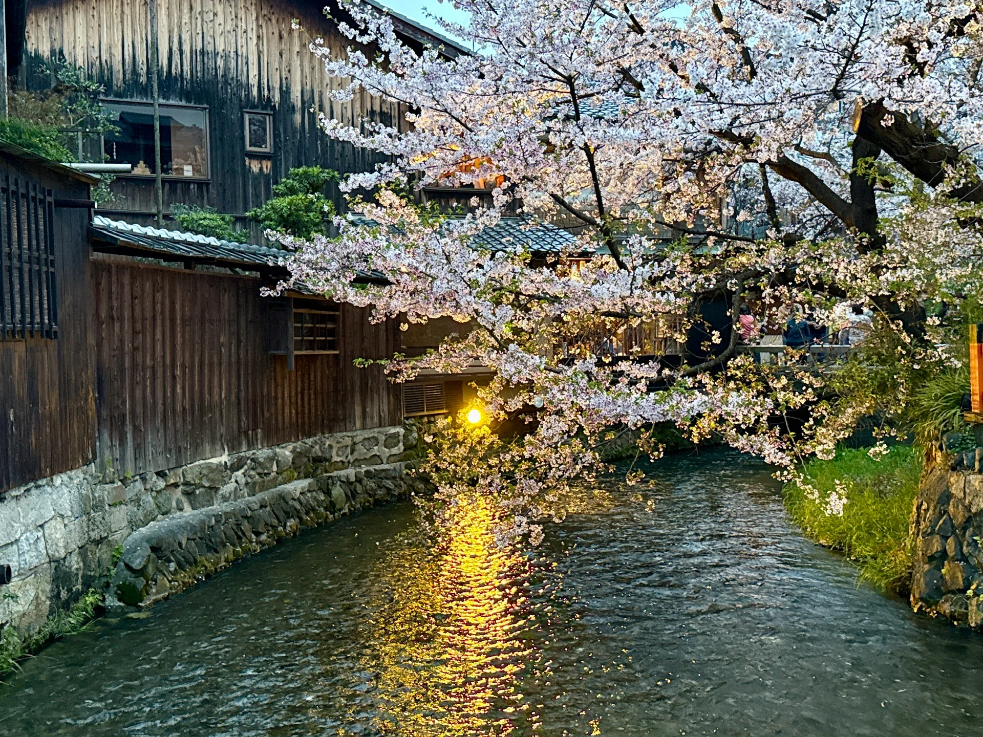 Cherry blossoms along a canal in Kyoto