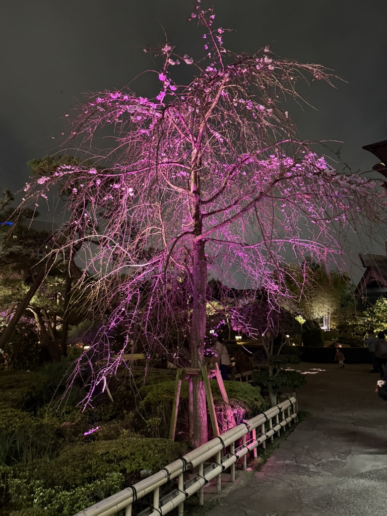 A flowering tree illuminated in pink after dark