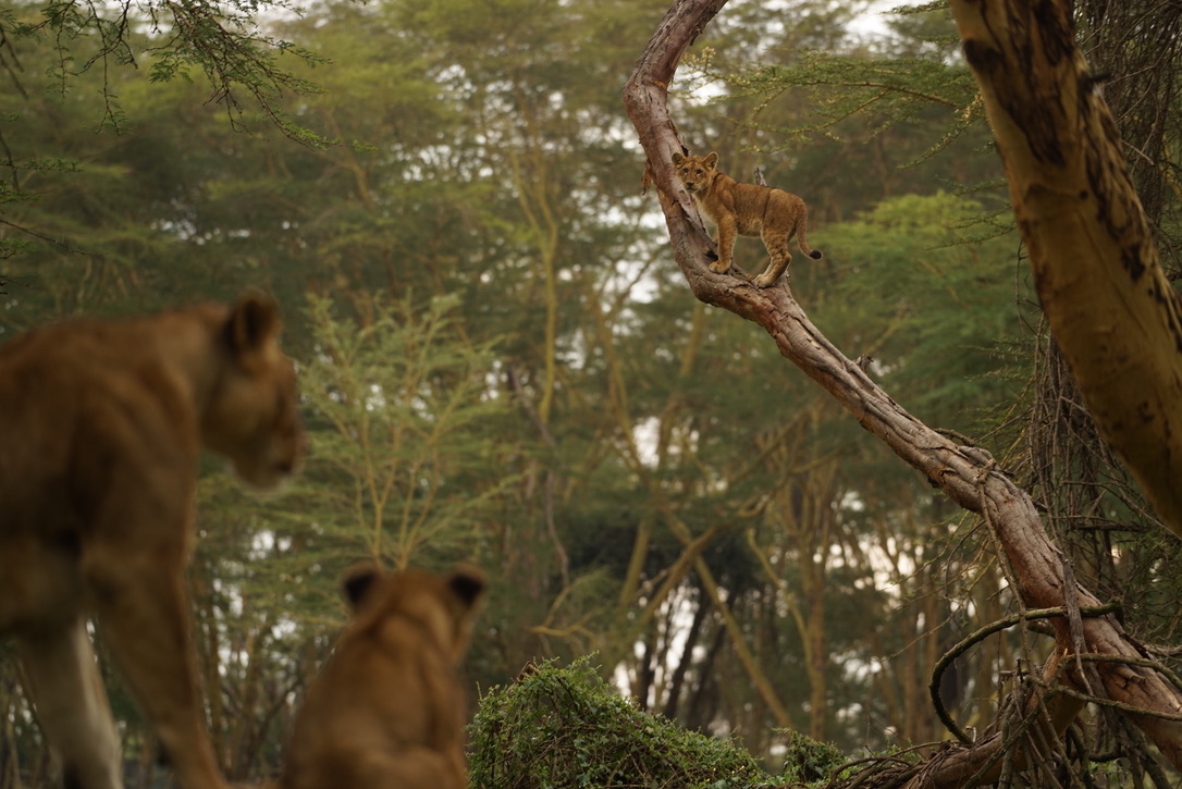 A lion cub on a high curved branch, with two lions softly out of focus in the foreground