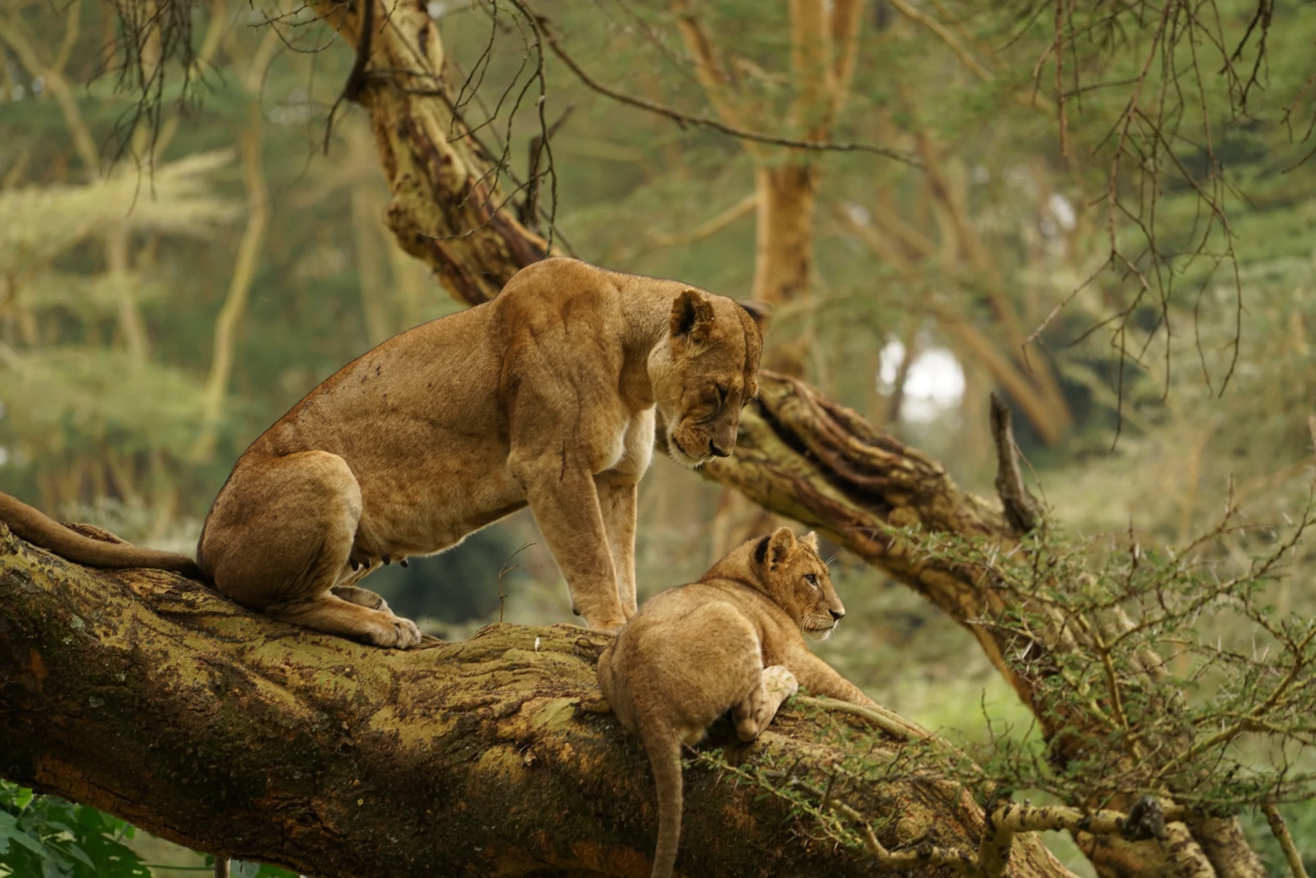 A lioness watches her cub in warm woodland light on a broad tree branch