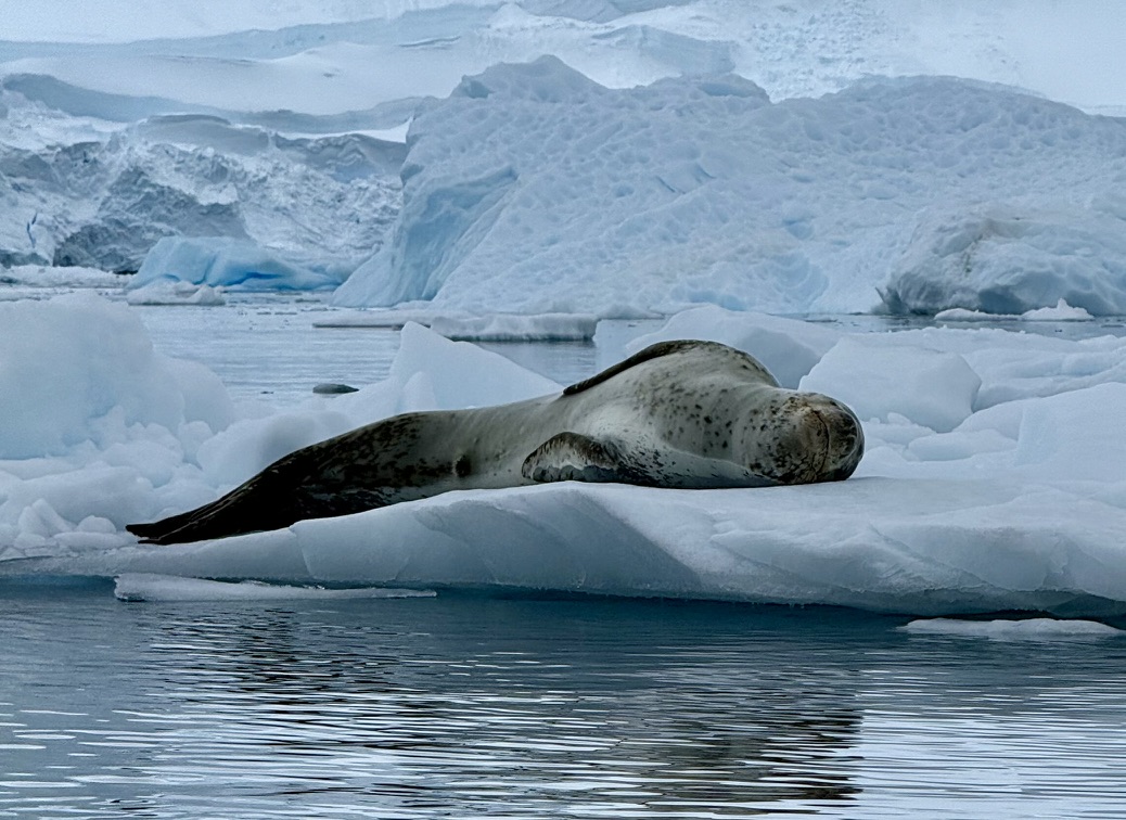 A seal resting on an ice floe in Antarctic water