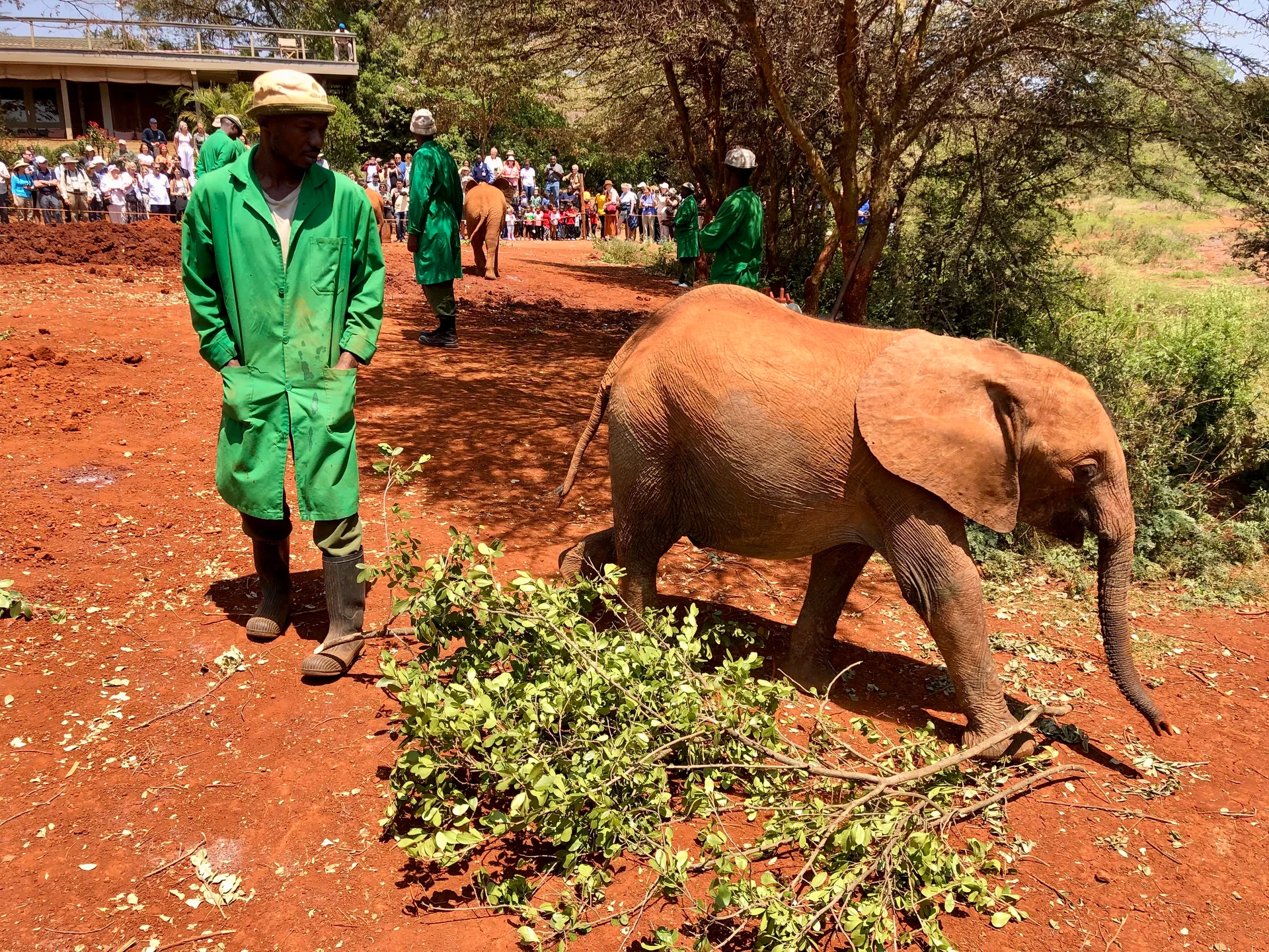 A young elephant and keeper at Sheldrick in Kenya