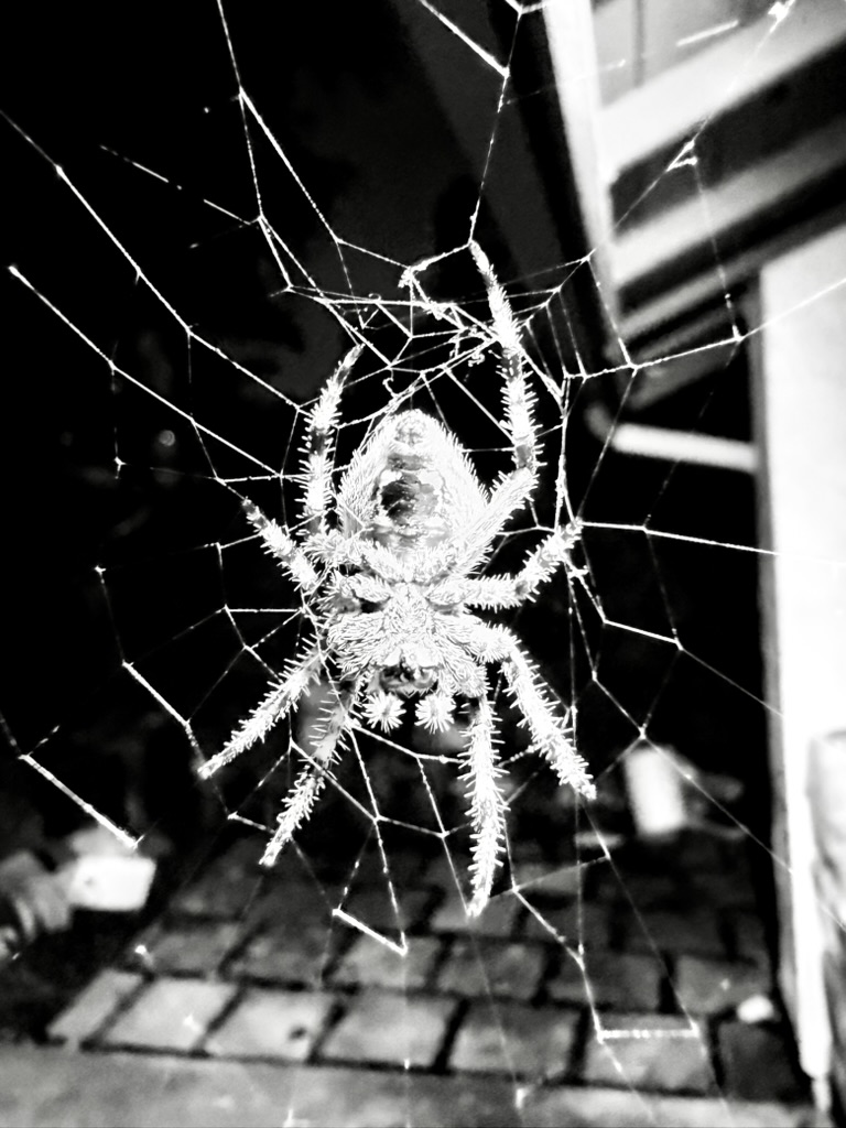 A spider in its web photographed in black and white