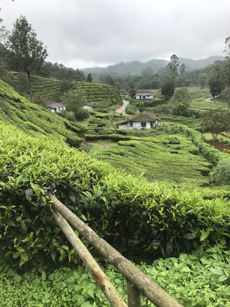 Green tea terraces and houses beneath misty hills