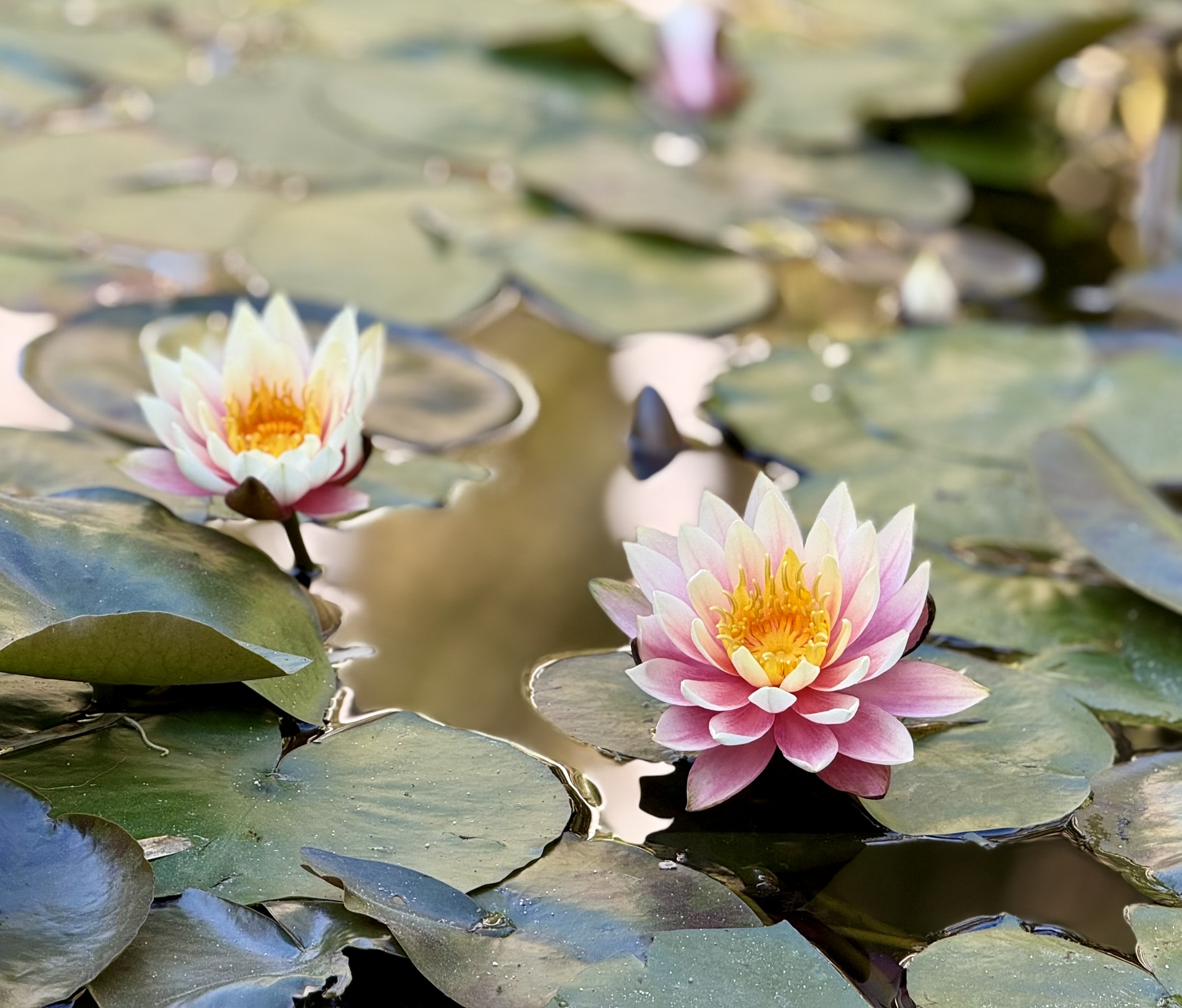 Pink and white water lilies among floating green lily pads