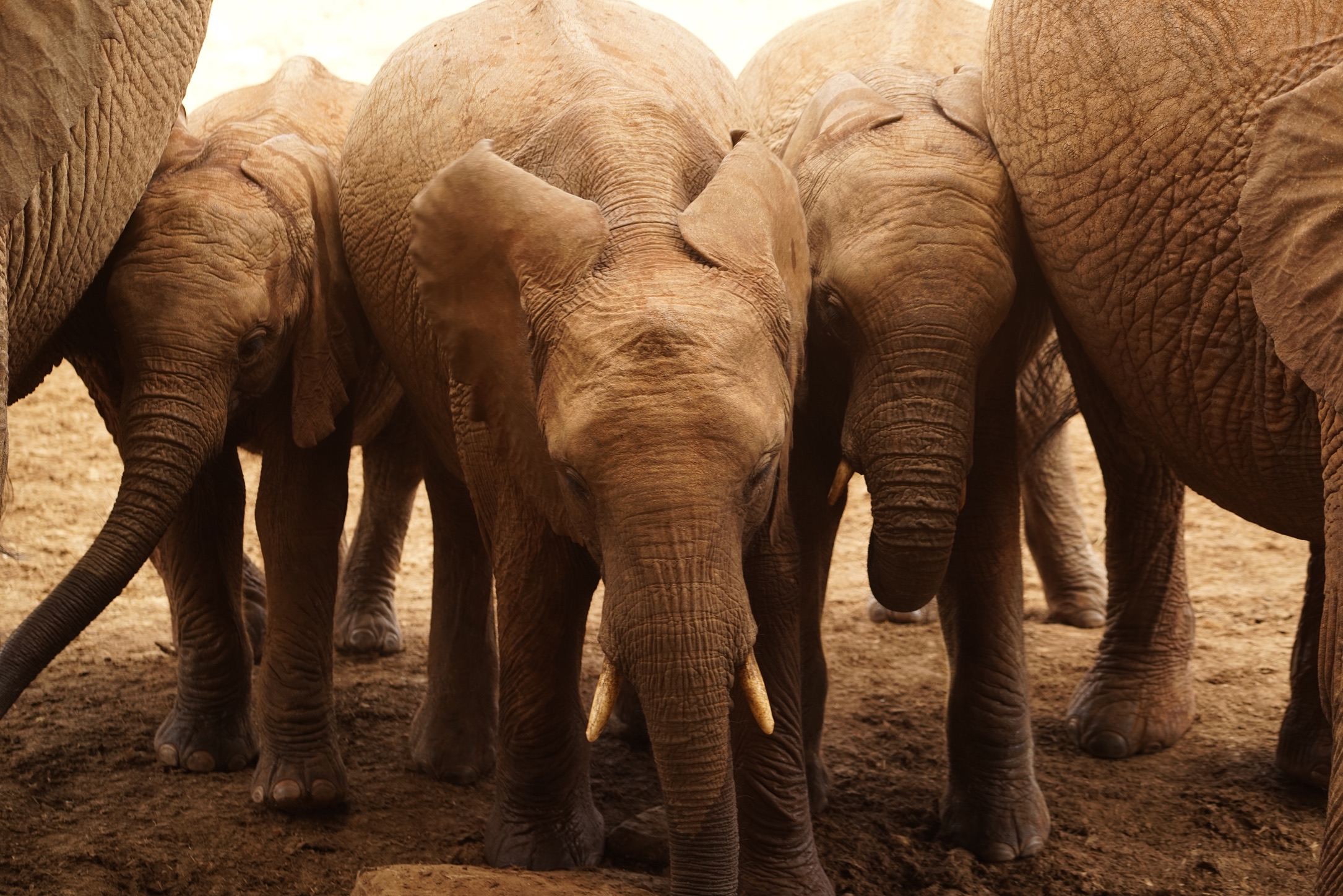A group of young elephants standing close together